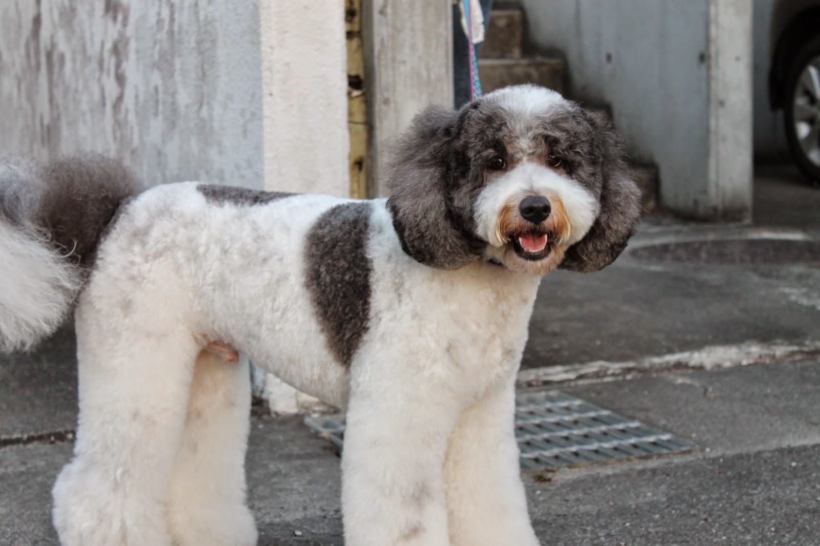 オーストラリアン・ラブラドゥードル SNOOPYと愉快な仲間たち 顔が二倍二倍