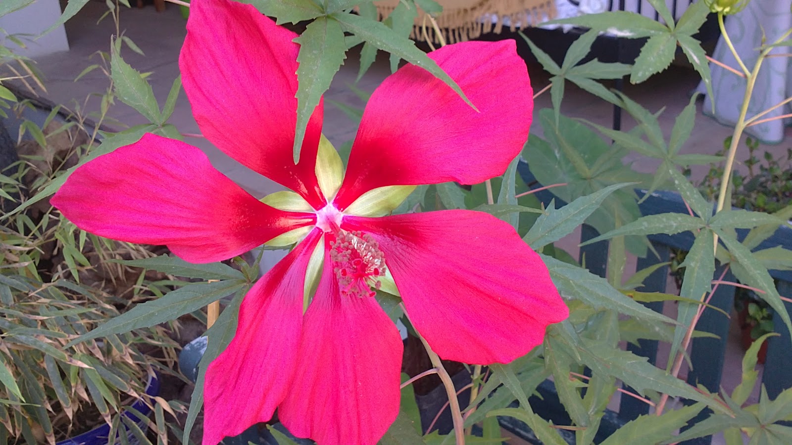 In A Costa Tropical Garden: Hibiscus coccineus......Scarlet Rose Mallow