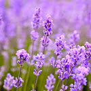 Beautiful fields of lavender...