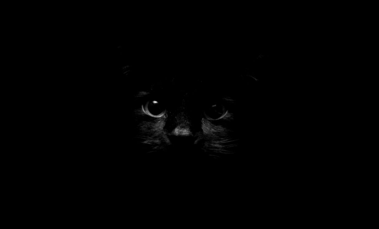 Black Cat in the Dark Black Cat in the Dark