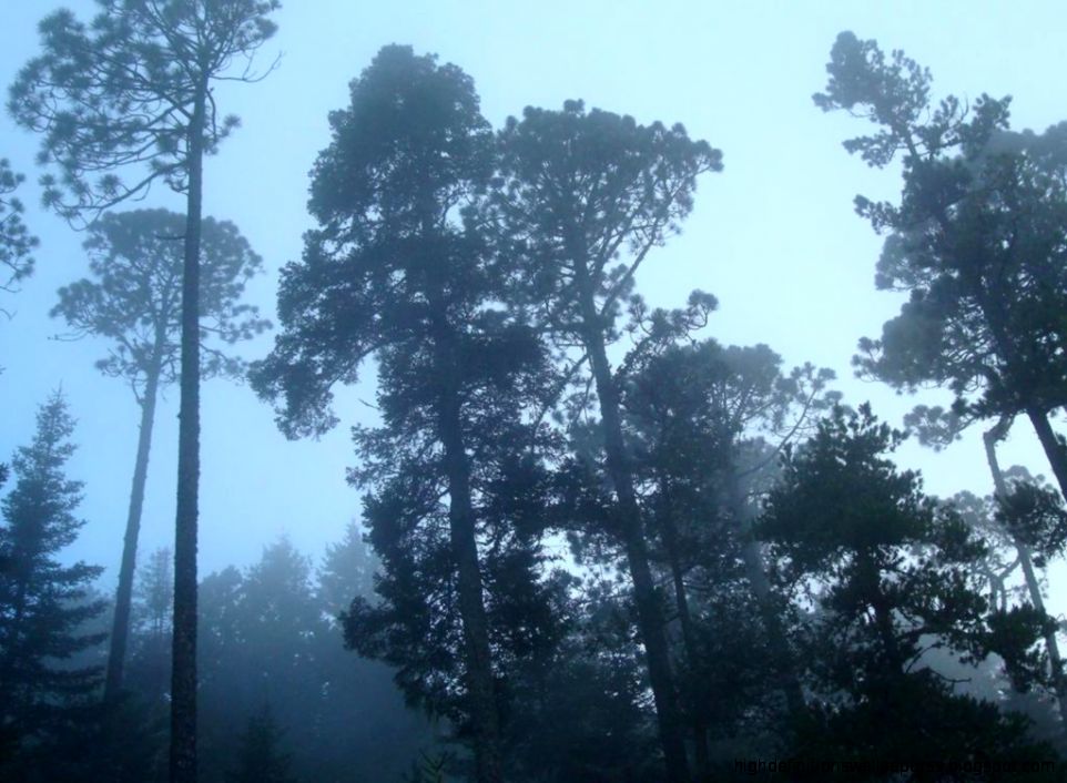 Nature Trees Fog Bench Creative Photography Wallpaper Wallpaper Nature Trees Fog Bench Creative Photography Wallpaper Wallpaper