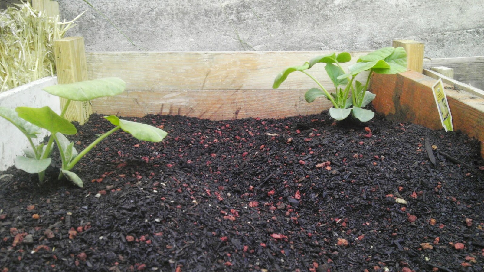 The Littlest Farm Mounds of Squash