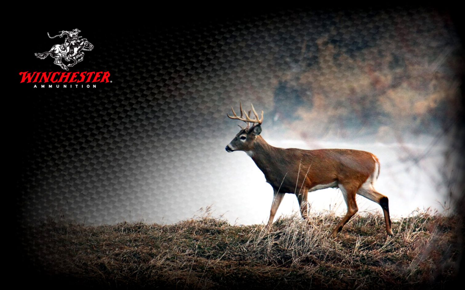 1680x1050 deer1 1680x1050 deer1