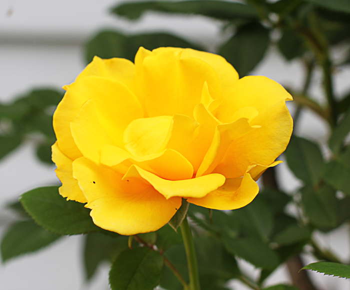 Miss Edna's Place The Yellow Rose Tree Is