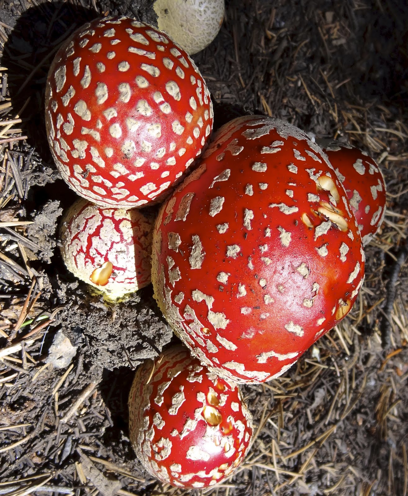 hallucination mushrooms hallucination mushrooms