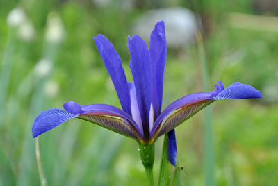 Спуриа ирисы, сеянец ириса мусульманского (Iris musulmanica Fomin)