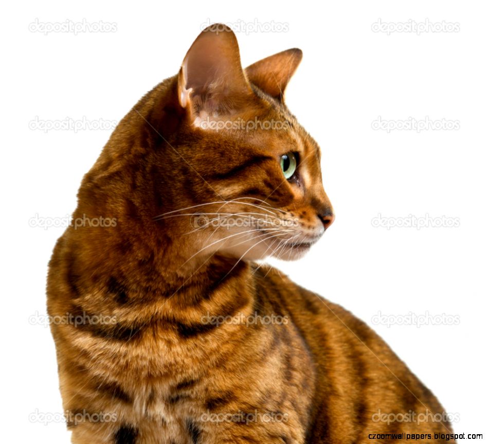 Bengal cat looking sideways in profile — Stock Photo © steveheap Bengal cat looking sideways in profile — Stock Photo © steveheap