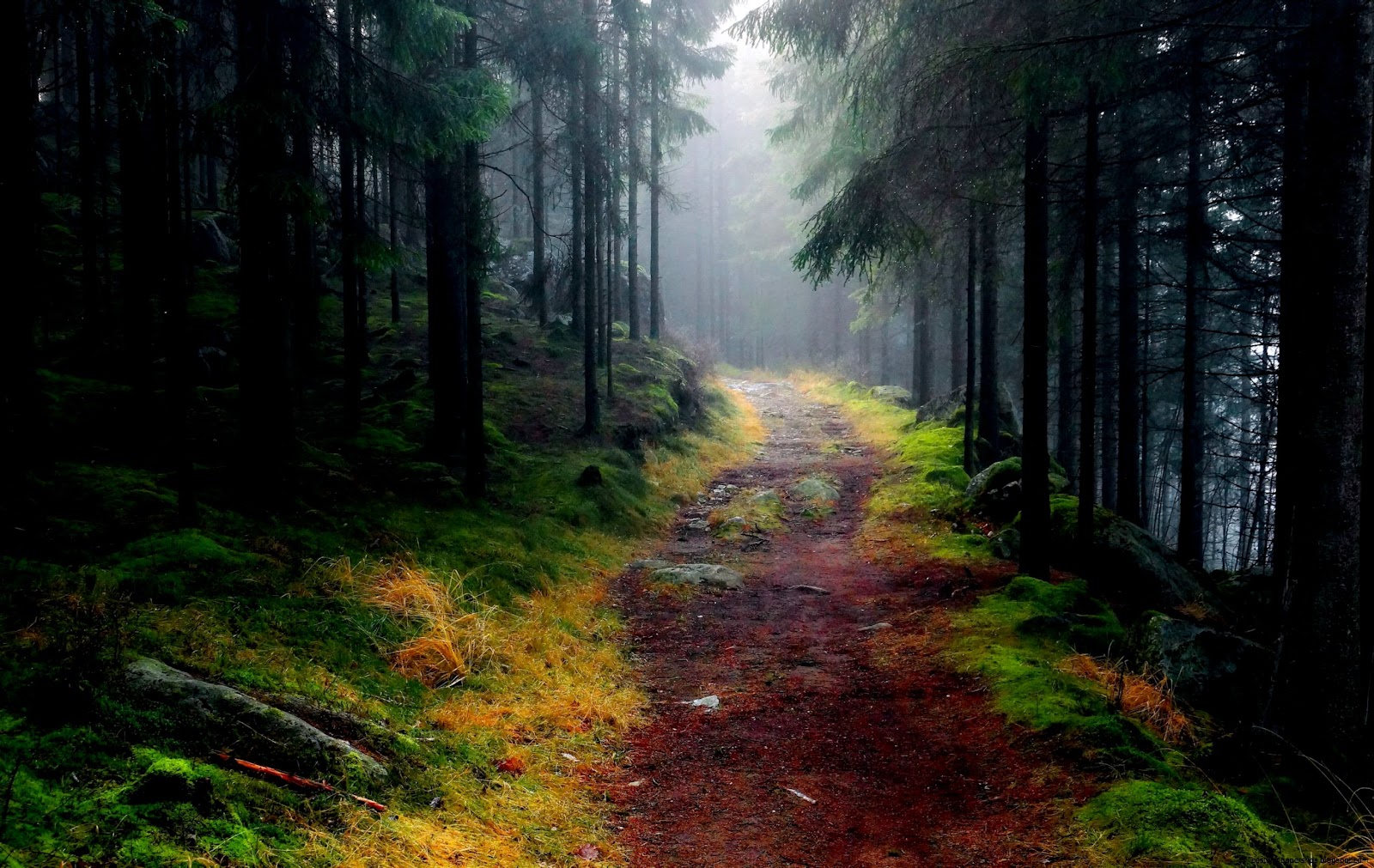 Mountain Path through Forest Mountain Path through Forest