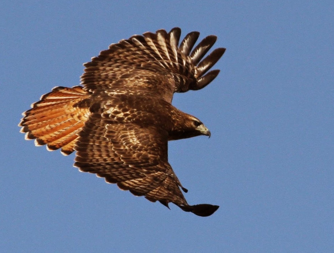 hawk wingspan hawk wingspan