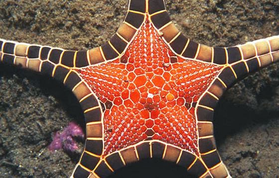 La estrella de mar que parece un mosaico Iconaster+longimanus+estrella+de+mar+mosaico+2