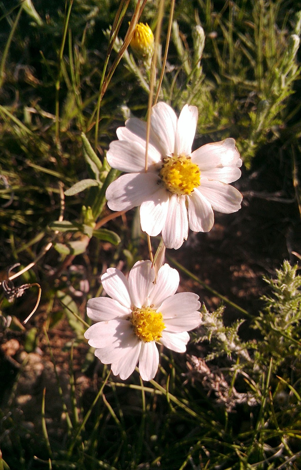 Taming Roses New Mexico Wild Flowers...