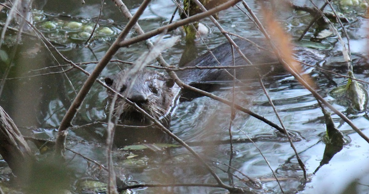 Dallas Trinity Trails: River Otter In The Great Trinity Forest