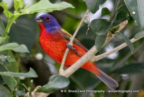 K. Bruce Lane - Photo of the Day: Painted Bunting 2
