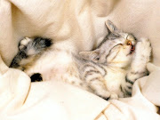 Cat Pictures: March 2011 european shorthair cat image