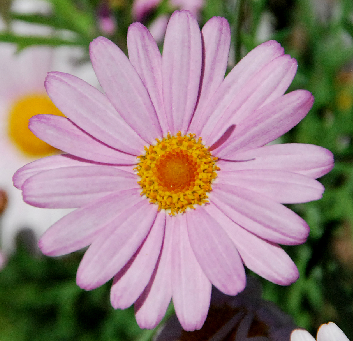 Fotos de flores: MARGARITA ROSA