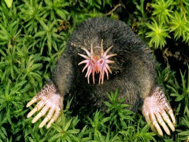 what is the most unknown animal what is the most unknown animal