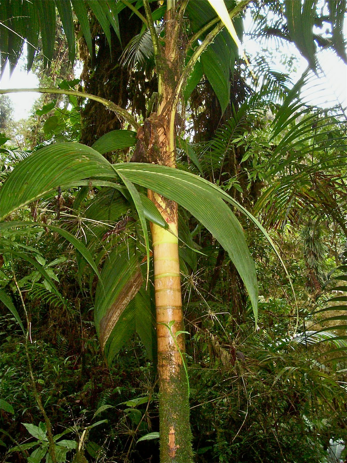 Farms Forests Foods Heart of Palm