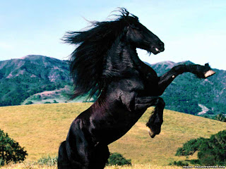 Beautiful animal wallpapers HD, desktop, latest, stylish, photography, wildlife, 2012, modern, images, pictures, wallpapers Beautiful animal wallpapers HD, desktop, latest, stylish, photography, wildlife, 2012, modern, images, pictures, wallpapers