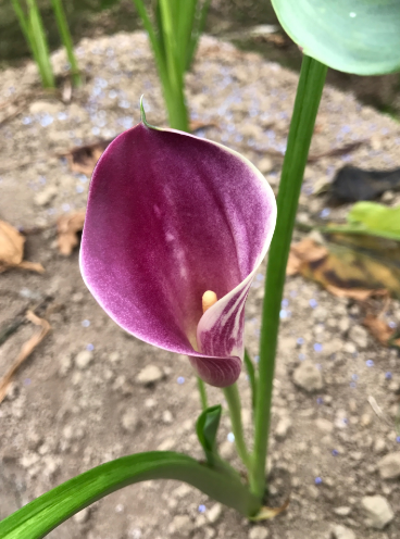 2017桃園彩色海芋季將於3月底,繽紛登場,廣達6公頃彩色海芋花田,讓民眾感受幸福滋味。 2017桃園彩色海芋季將於3月底,繽紛登場,廣達6公頃彩色海芋花田,讓民眾感受幸福滋味。