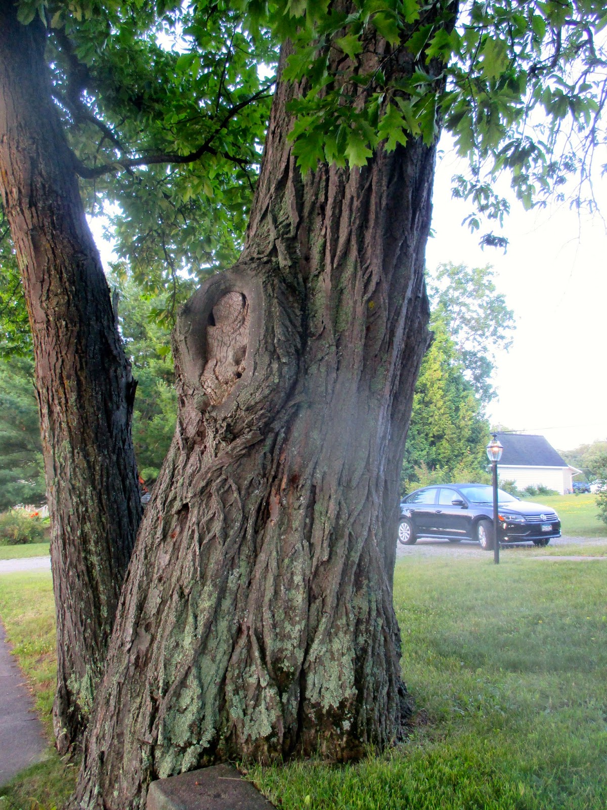 Art's Bayfield Almanac BAYFIELD'S RARE AND ENDANGERED AMERICAN