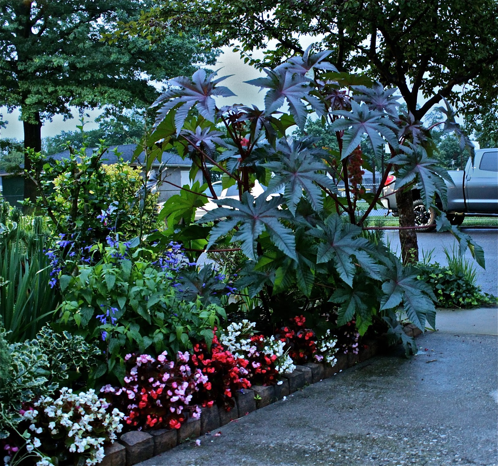 Cold Hardy Gardening Zone 7a/7b