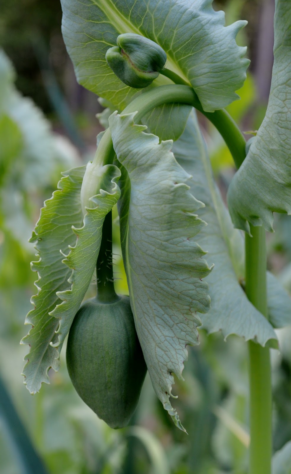June in The Potager Magical