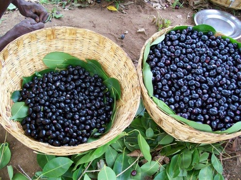 fruit jambul jamun plum india jam benefits bangladesh jaam fruits cultivation tree jambolan plant uses juice java summer ripe green