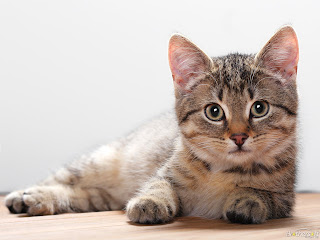 Animal Wallpapers Blog: Cat Wallpapers Animal Wallpapers Blog: Cat Wallpapers