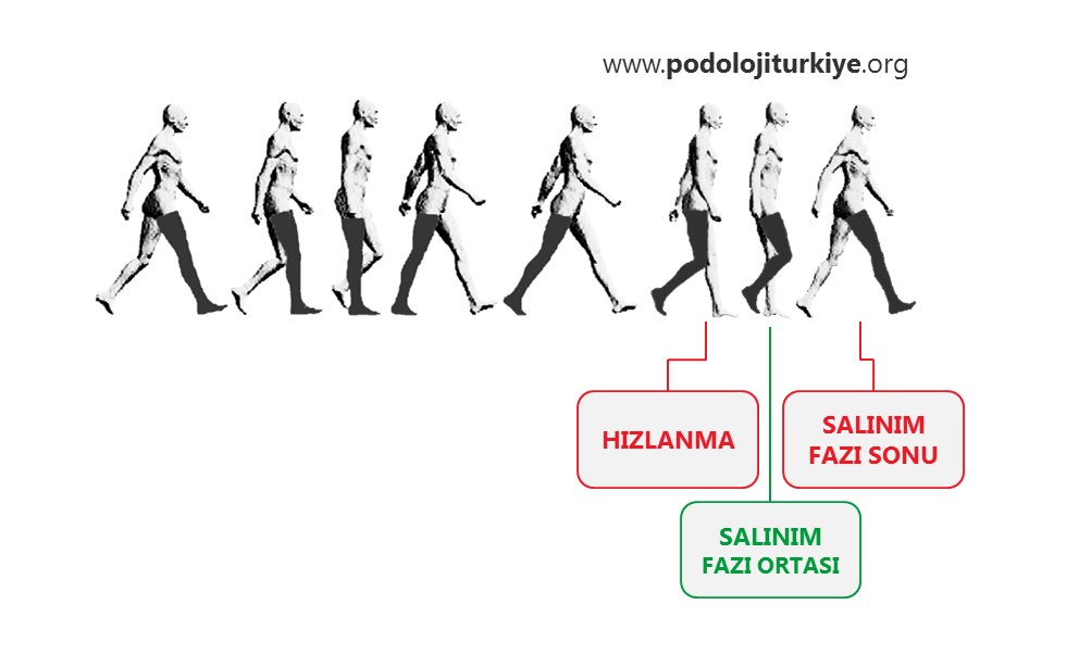 Yürüme Siklusu Nedir?