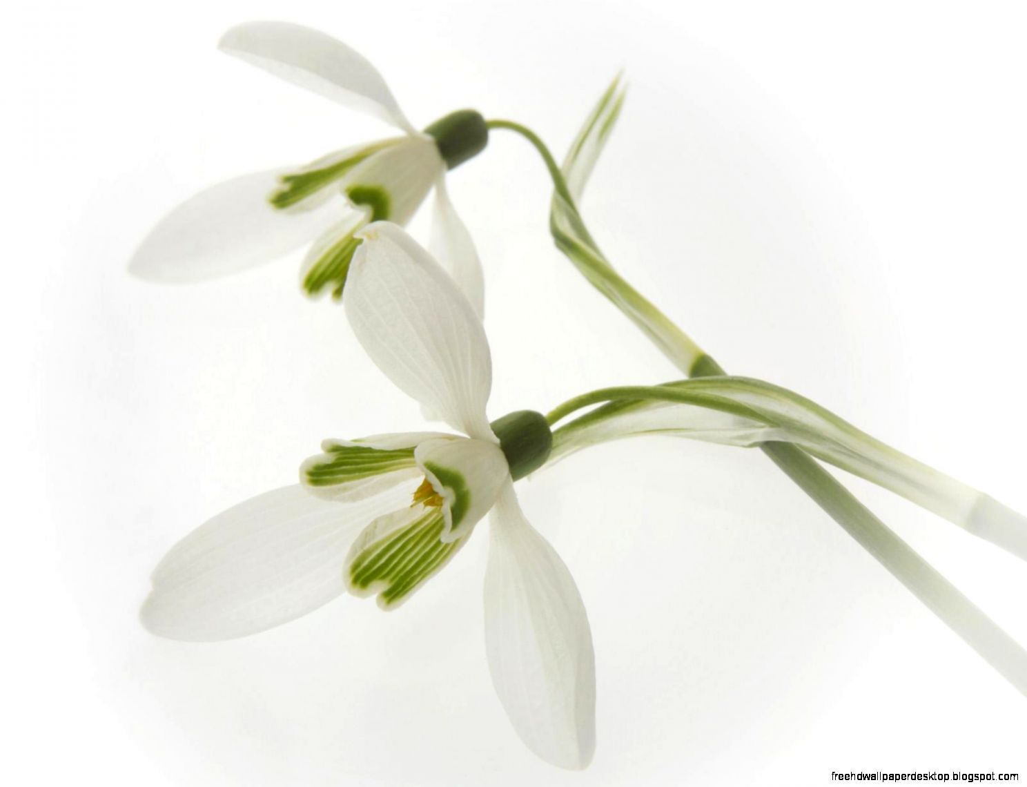 Close up snowdrops spring white flowers wallpaper Close up snowdrops spring white flowers wallpaper