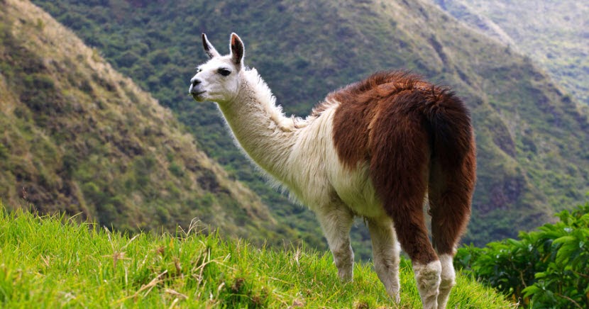 Llama The Biggest Animals Kingdom Llama The Biggest Animals Kingdom