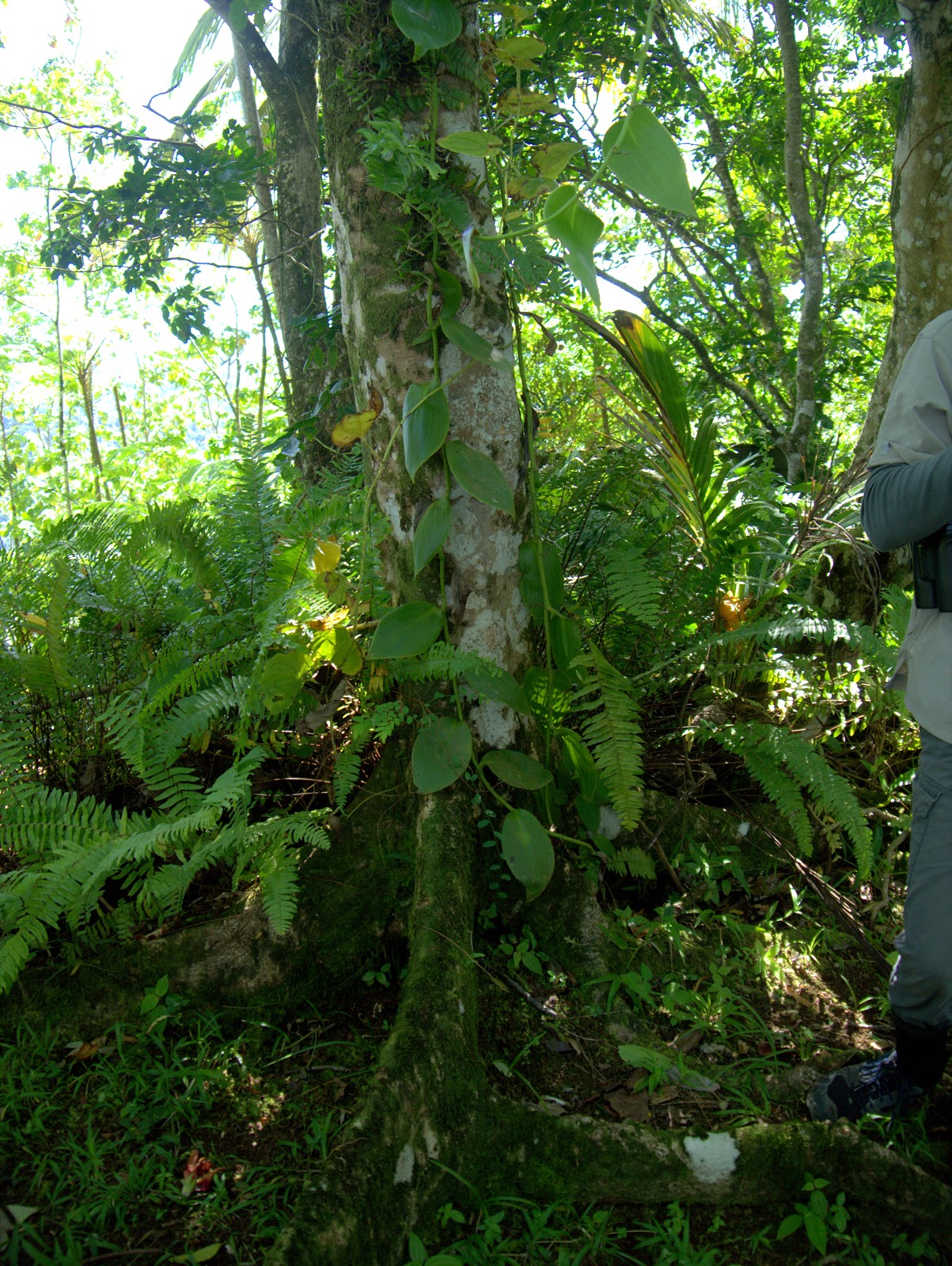 Peter Lovett's ramblings Vanilla orchid in St. Lucia, Millet bird
