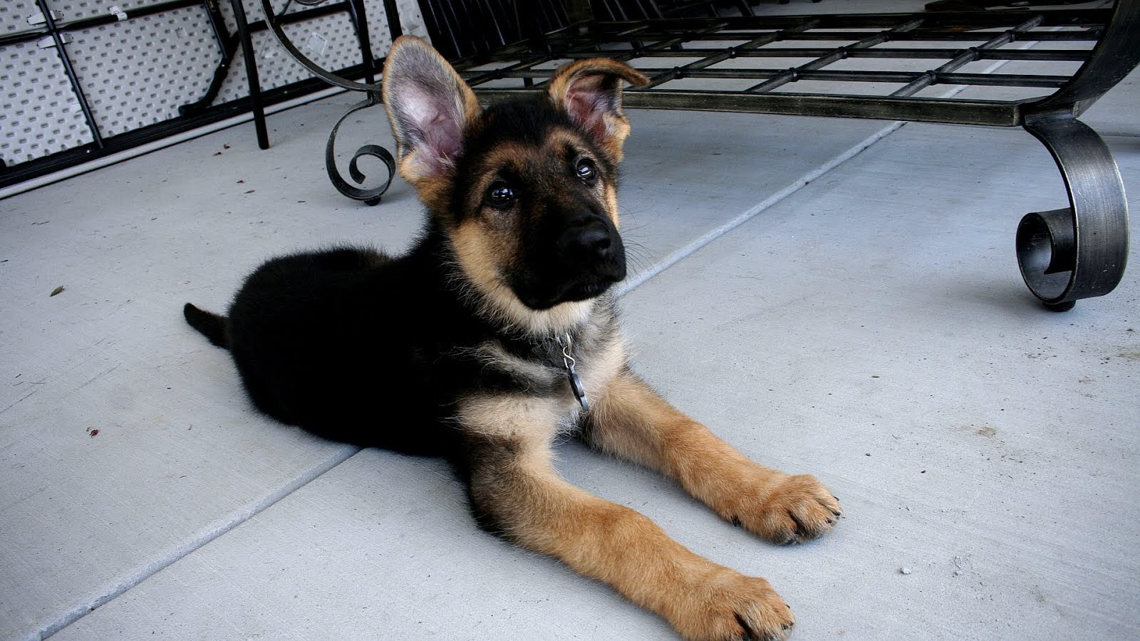 German Shepherd Breeders In Idaho German Choices