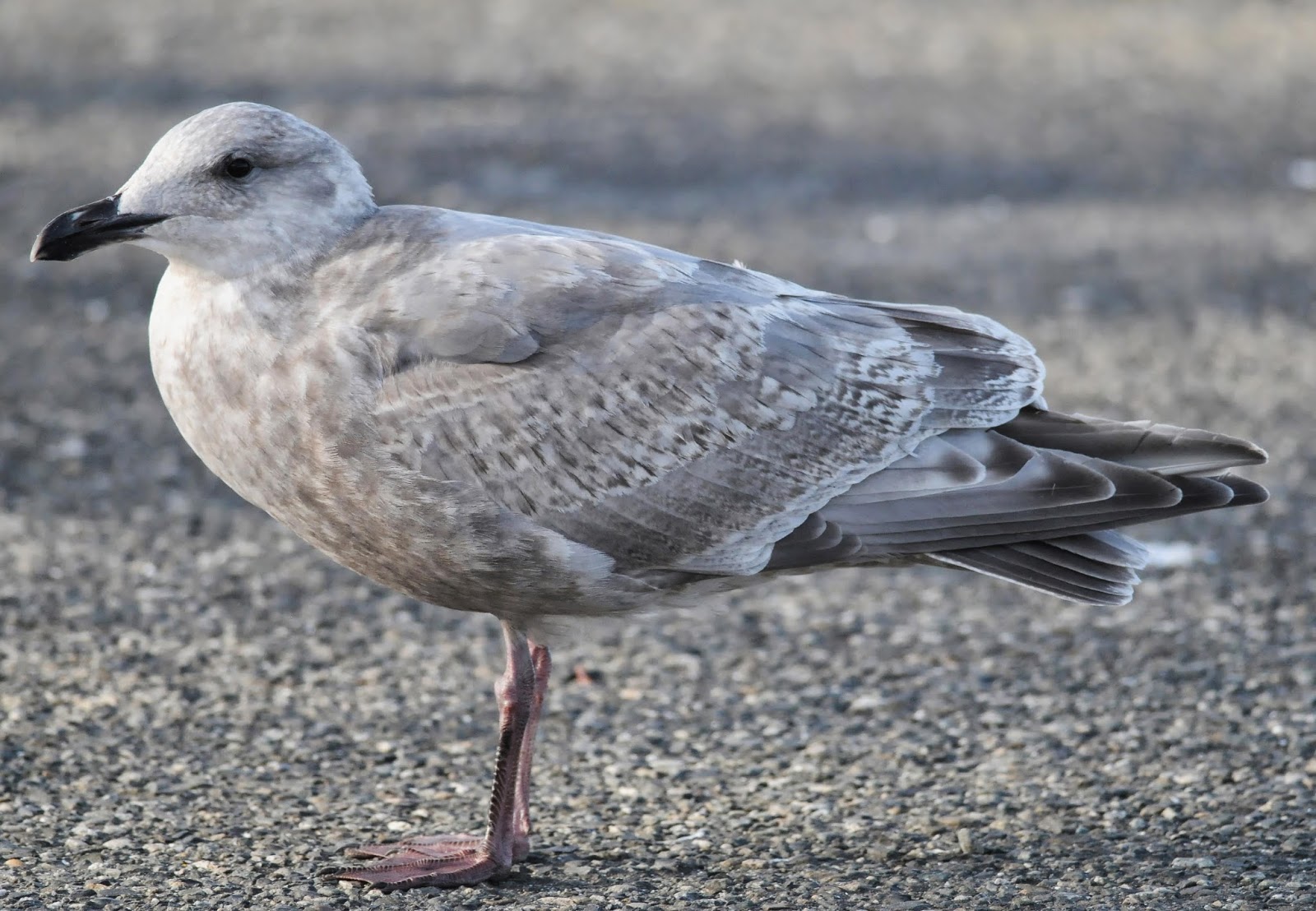 Bird Hybrids American Herring Gull x Glaucouswinged Gull