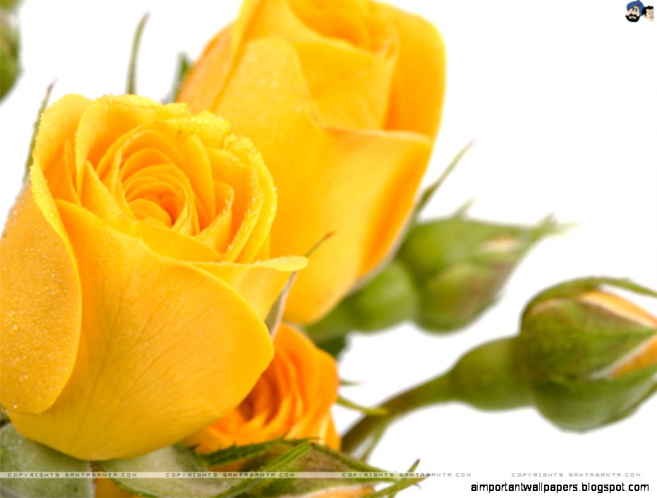 Yellow Rose Wallpapers All Wallpapers New Yellow Rose Wallpapers All Wallpapers New