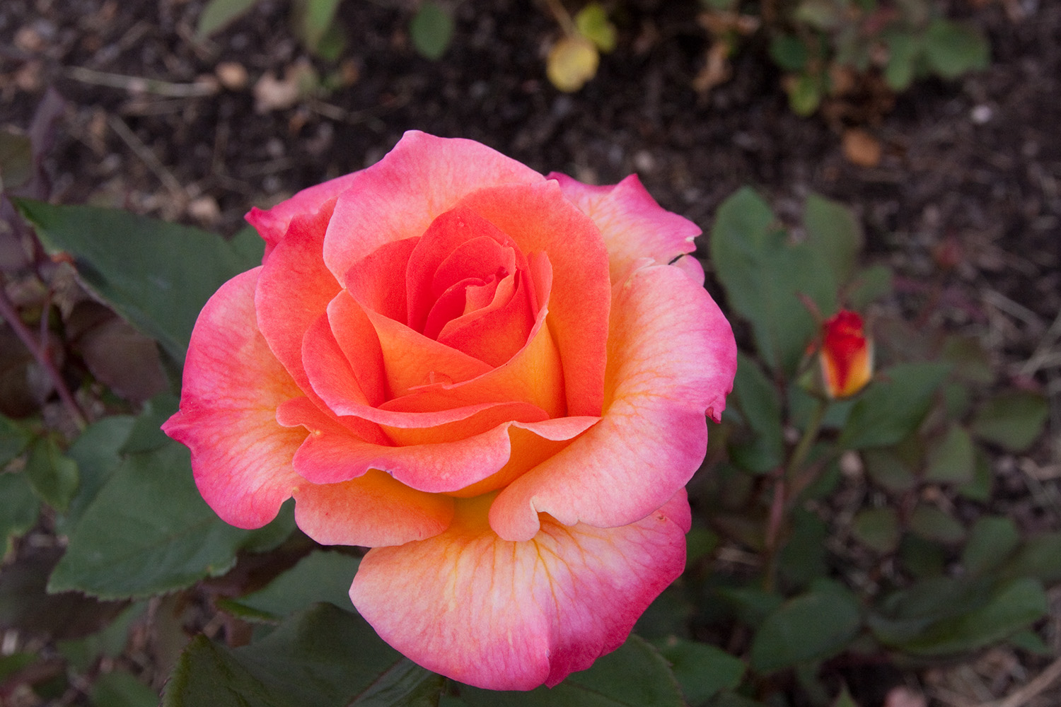 chris rose mardi gras