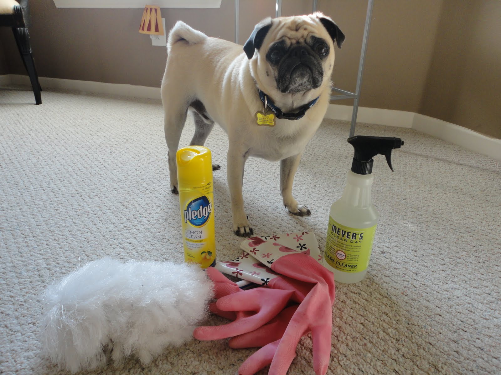 How Do I Clean My House After Parvo at Franklin Oubre blog