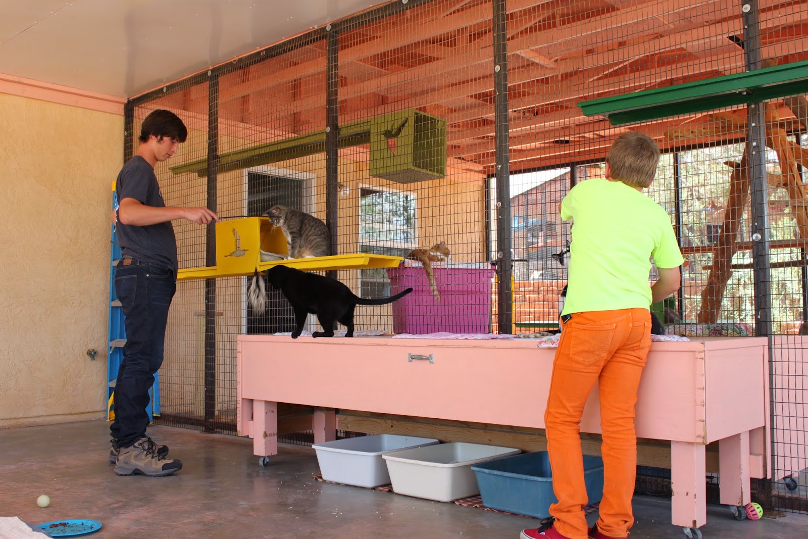 best friends animal society a different kind of home midcentury