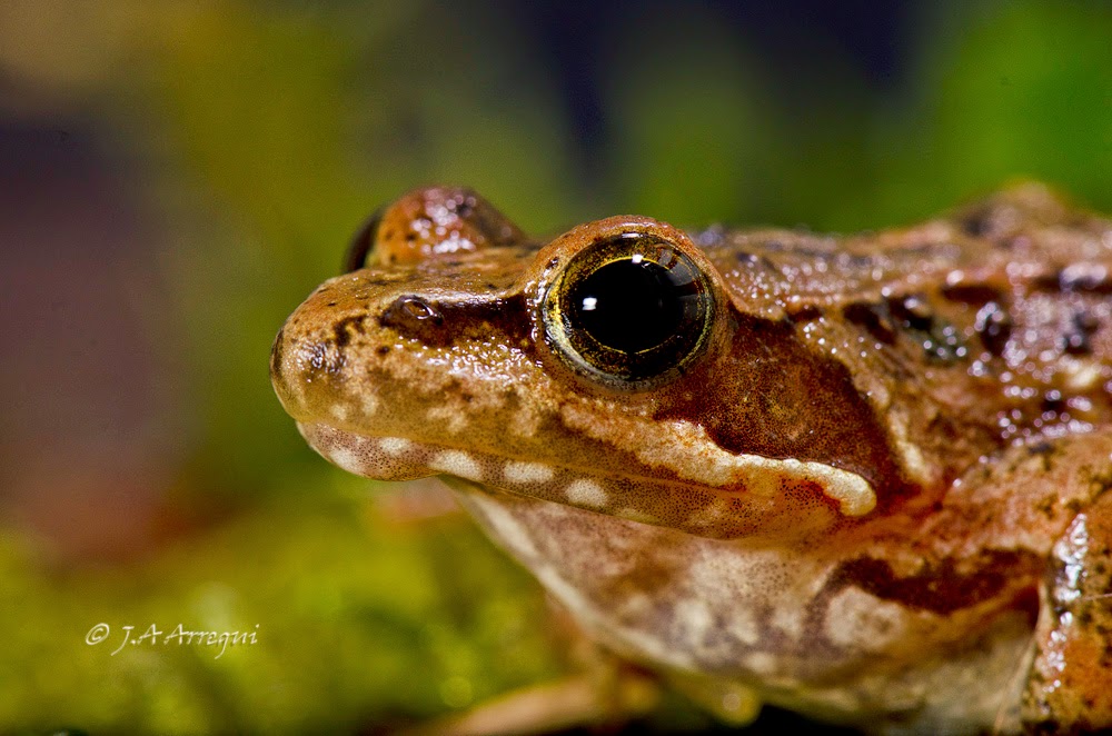 Rana patilarga, Rana iberica, Iberian frog Rana patilarga, Rana iberica, Iberian frog