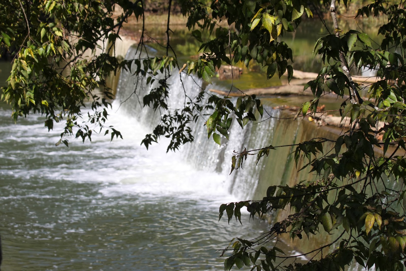 BlueEyed Kentucky Elkhorn Creek at Great Crossings Park