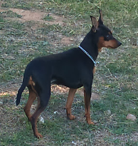 Pinscher miniatura