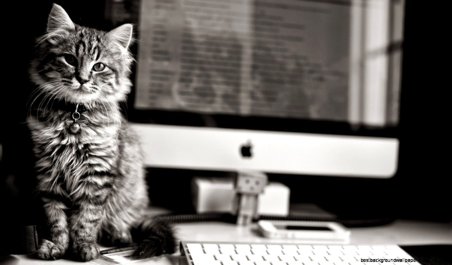 1600x900 Cute cat grayscale Wallpaper 1600x900 Cute cat grayscale Wallpaper