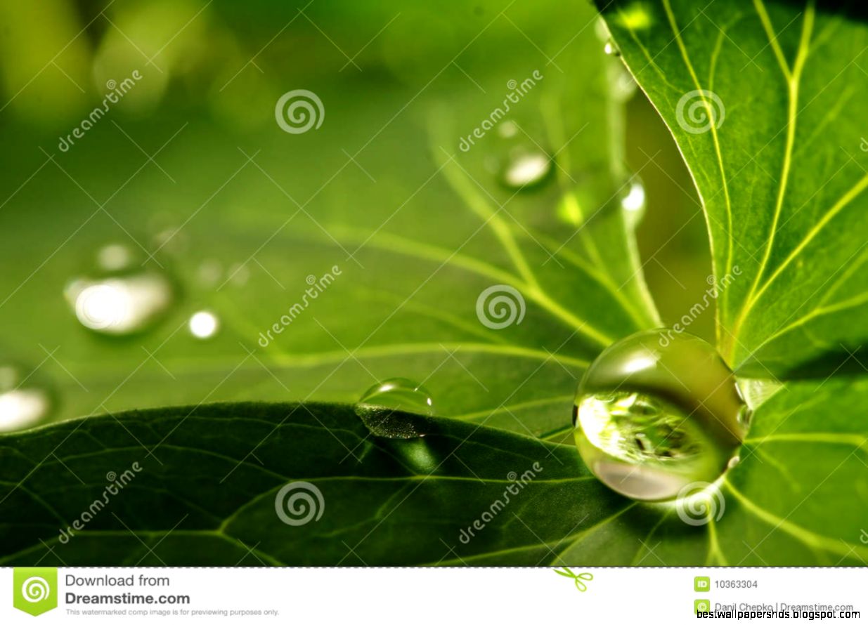 Water Drop On Leaf Water Drop On Leaf