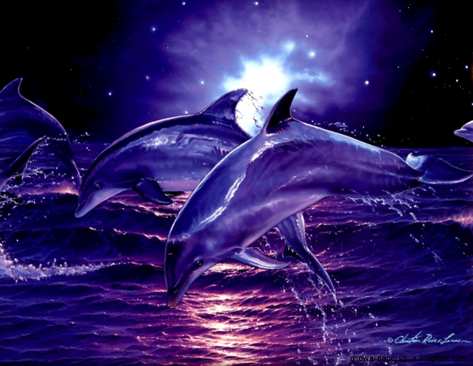 Free 3D Dolphin Desktop Backgrounds Free 3D Dolphin Desktop Backgrounds