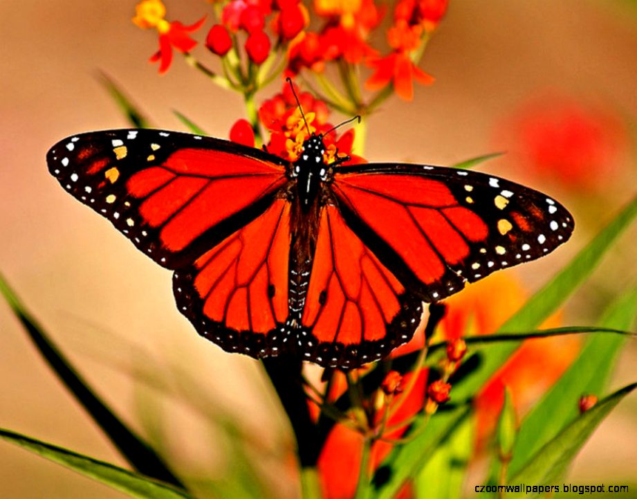 Red Beautiful Butterfly id 109997 BUZZERG Red Beautiful Butterfly id 109997 BUZZERG