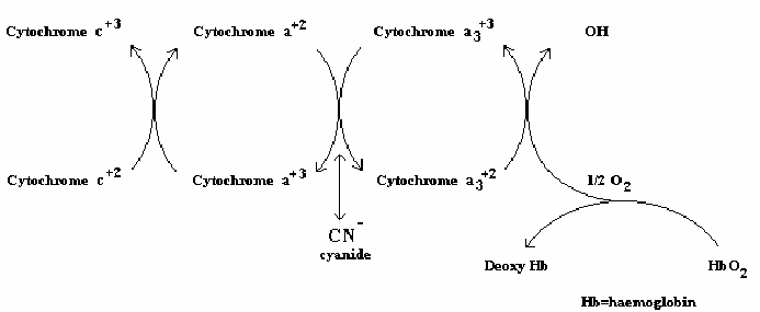 hydroxocobalamin for cyanide poisoning hydroxocobalamin for cyanide poisoning