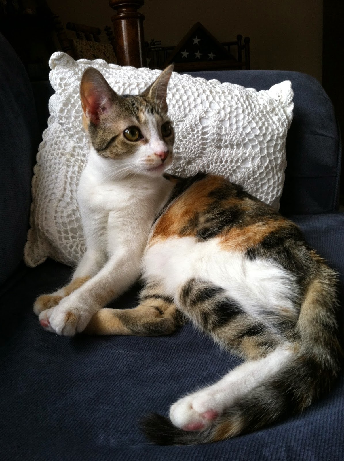 princess and the pauper cat name