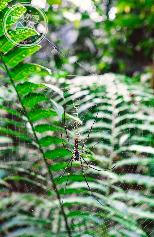 Spider at Bukit Larut