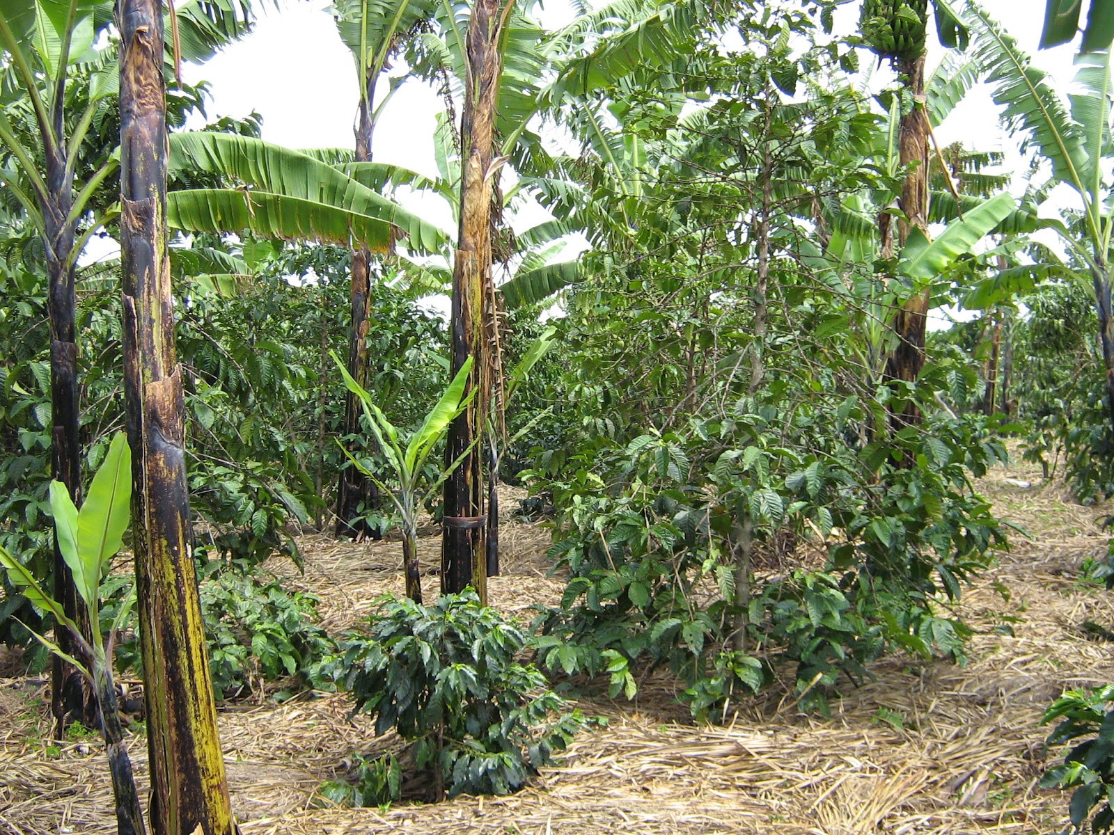 Banana Production