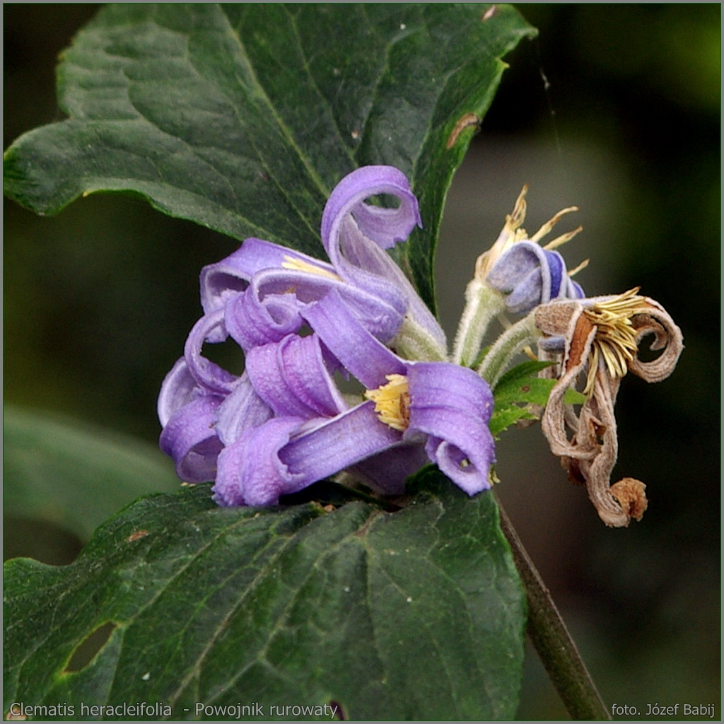 Plant Gallery Encyklopedia Roślin Clematis heracleifolia var